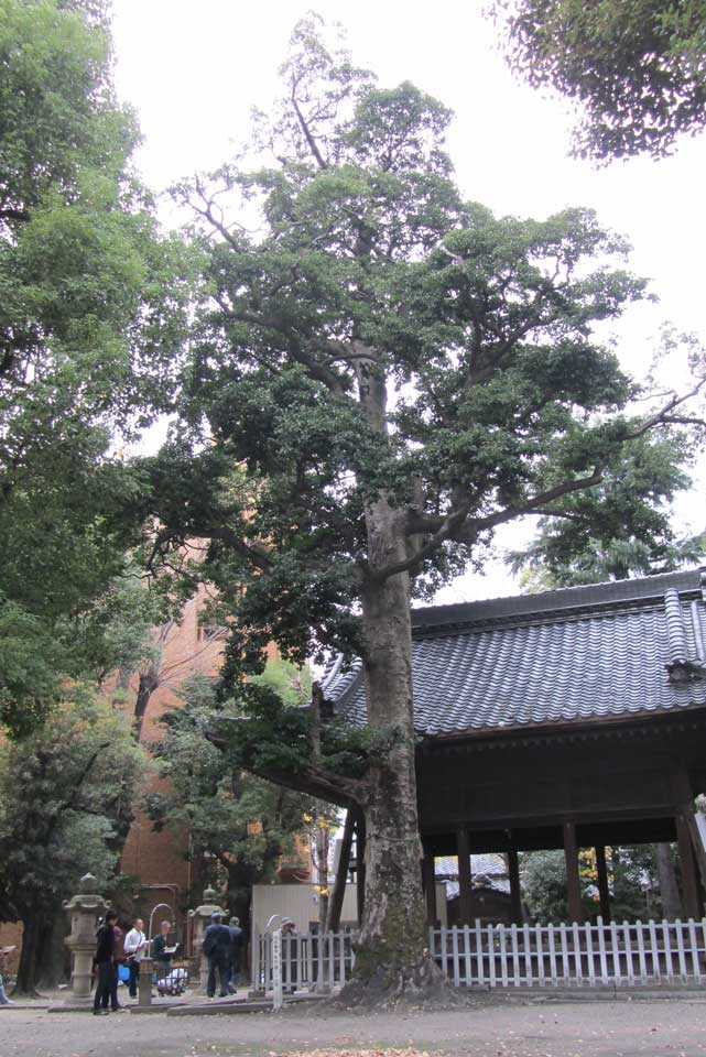 波寄神社（なぎさじんじゃ）